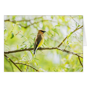Cartão Cedar Waxwing