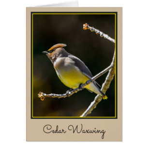 Cartão Cedar Waxwing Songbird Original Foto de Pássaro Se