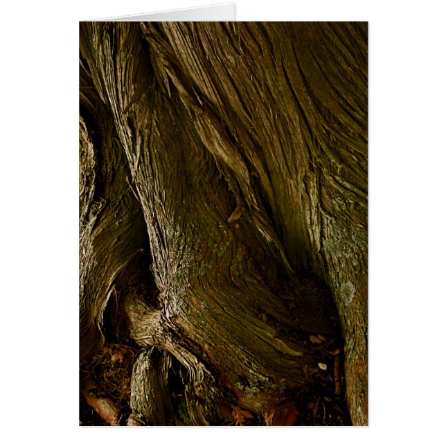 Cartão Cedars na Rua. (Frente)