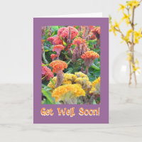 CELOSIA COLORIDA/BEM/PERSONALIZÁVEL