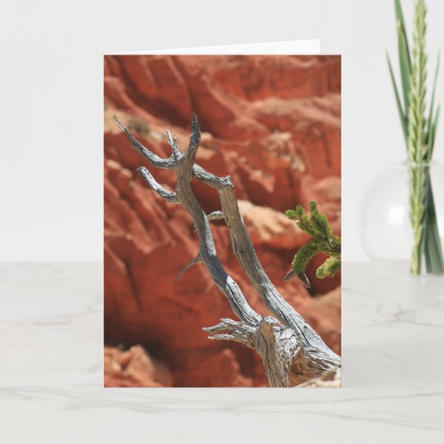 Cartão Cena da garganta de Bryce (Frente)