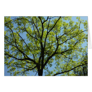 Cartão Cena da natureza do verde do carvalho do primavera