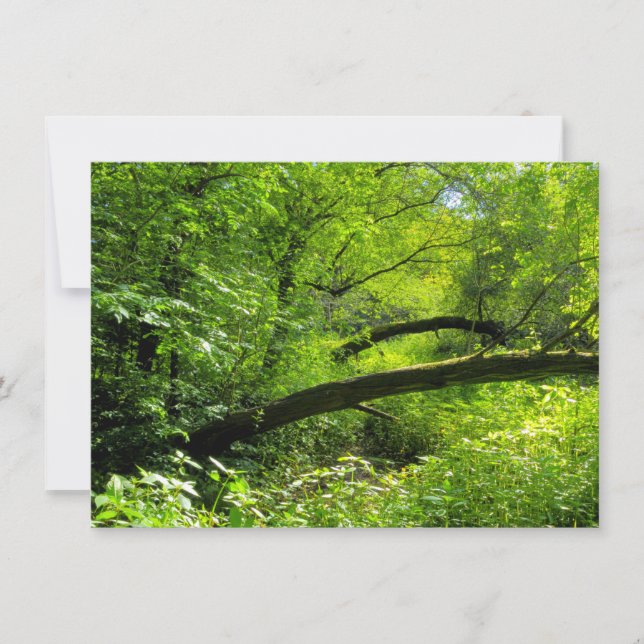 Cartão Cena de Woodland (Frente)