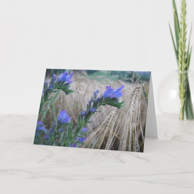 Cartão centáurea (Frente)
