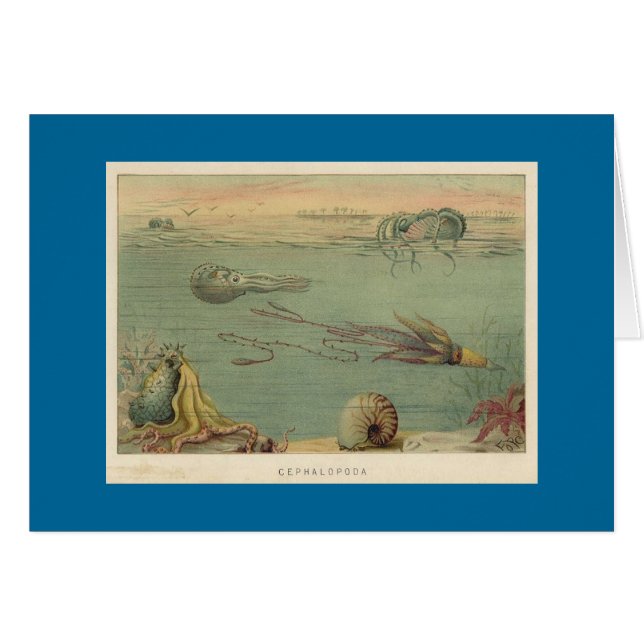 Cartão Cephalopoda (Frente Horizontal)