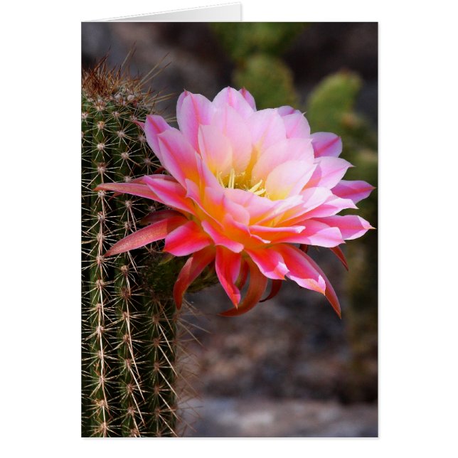 Cartão Cereais em cactus cor-de-rosa (Frente)