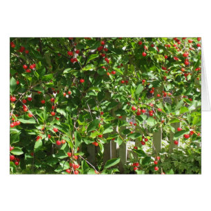 Cartão Cerejas vermelhas da torta