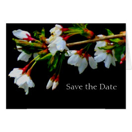 Cartão Cerejeira florada branca, foto de floração