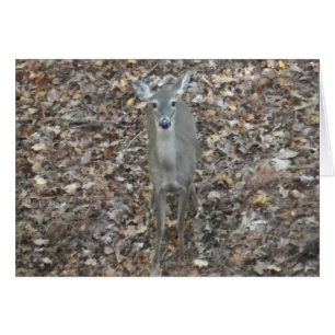 Cartão Cervos da camuflagem nas folhas da queda