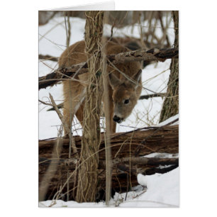Cartão Cervos de Whitetail na neve