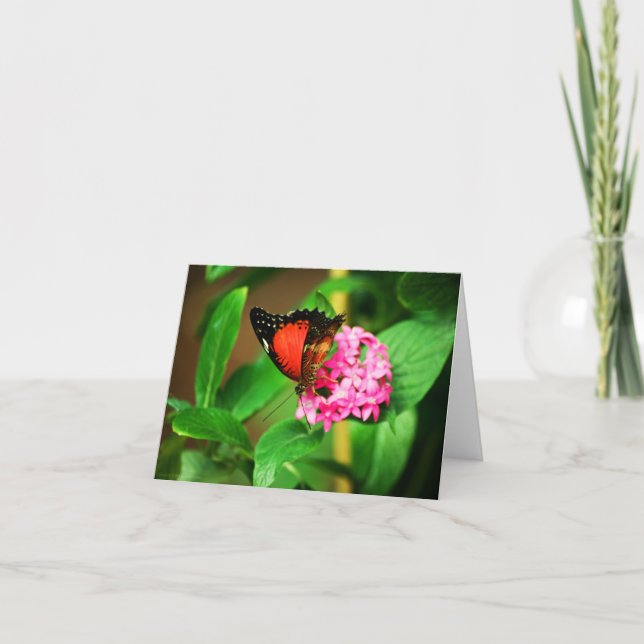 Cartão Cethosia biblis Card (Frente)