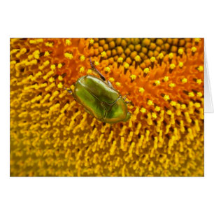 Cartão Cetonia aurata