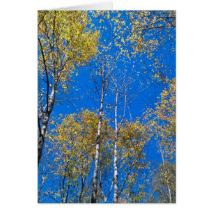 Cartão Céu azul e álamos