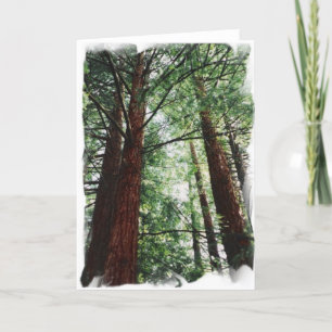 Cartão Céu da sequóia vermelha