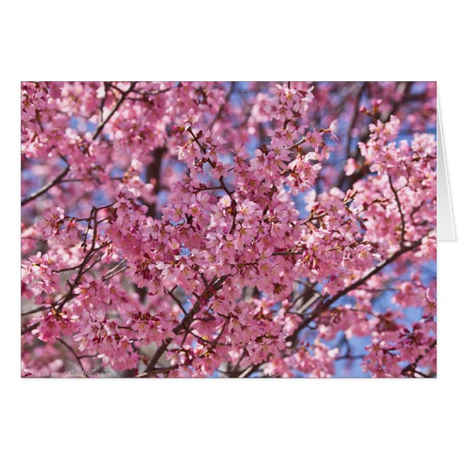 Cartão Céu Rosa Flor de Cerejeira Sakura (Frente Horizontal)