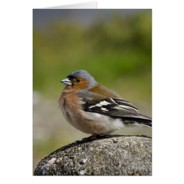 Cartão Chaffinch masculino (SELVAGEM: Coelebs do (Frente)