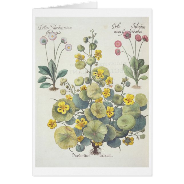 Cartão Chagas e margaridas: 1.Nasturtium Indicum; 2.B (Frente)