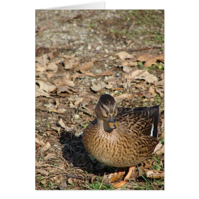 Cartão Chamar Duck (Frente)