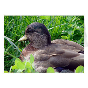 Cartão Chamar Duck Drake