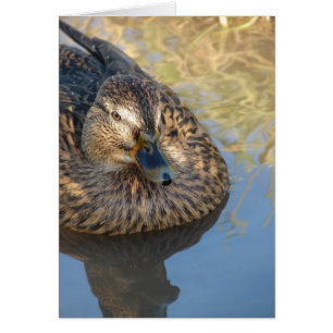 Cartão Chamar Pato na Água