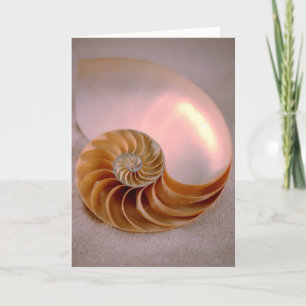 Cartão Chambered Nautilus