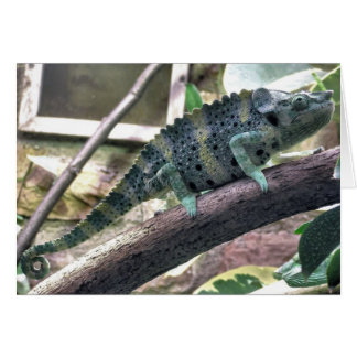 Cartão Chameleão de Meller - Chamaeleo melleri