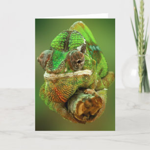 Cartão Chameleon Photo