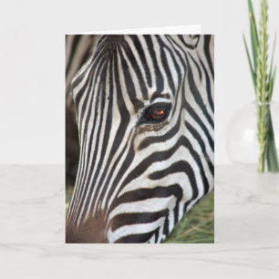 Cartão Chapman's Zebra Card
