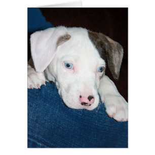 Cartão Chari o filhote de cachorro de Catahoula