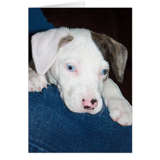 Cartão Chari The Catahoula Puppy (Frente)