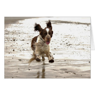 Cartão Charlie Springer!