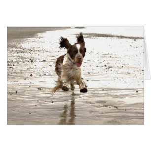 Cartão Charlie The Springer