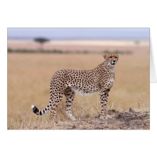 Cartão Cheetah