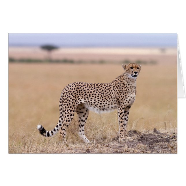 Cartão Cheetah (Frente Horizontal)