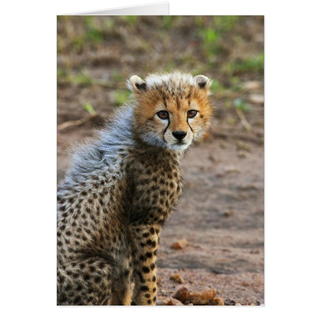 Cartão Cheetah Cub Acinonyx Jubatus) (Frente)