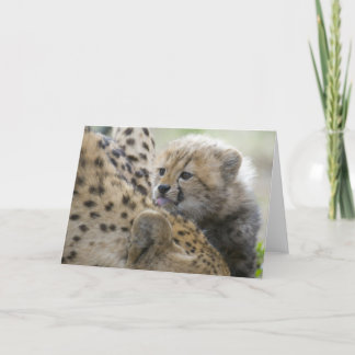 Cartão Cheetah Cub com mamãe