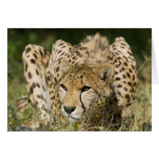 Cartão Cheetah Down Low
