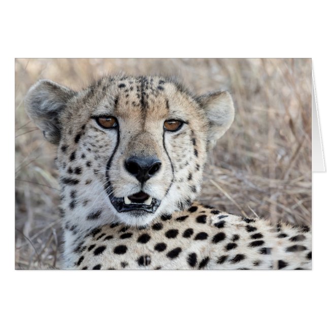 Cartão Cheetah Portrait (Frente horizontal)