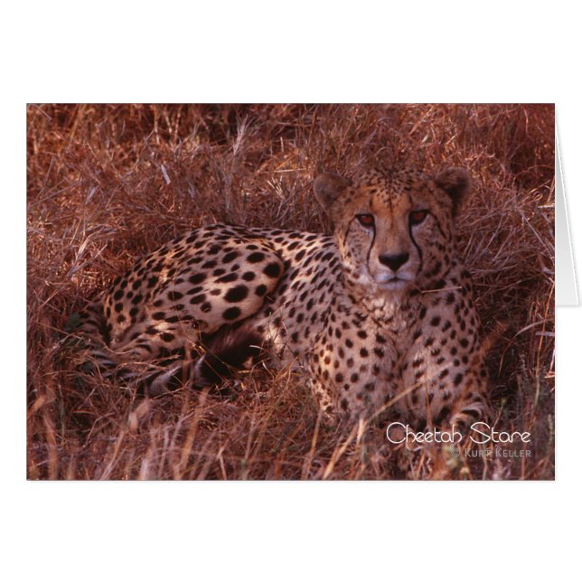 Cartão Cheetah Stare (Frente horizontal)