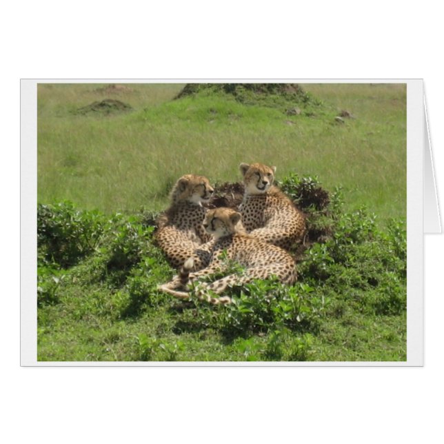 Cartão Cheetahs (Frente Horizontal)