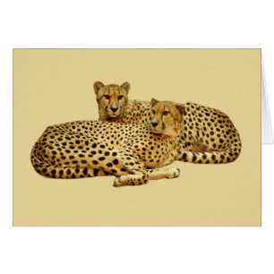 Cartão Cheetahs