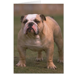Cartão cheio 2 do buldogue