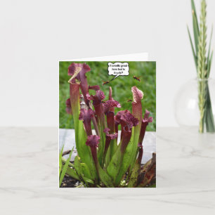 Cartão Cheira a excelente aqui, mas é seguro.