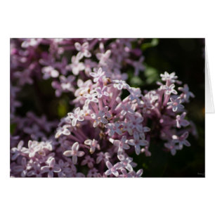 Cartão Cheire Aquele Lilac