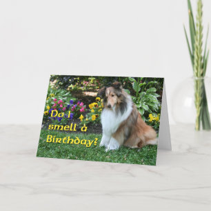 Cartão Cheiro uma Sheltie de aniversário