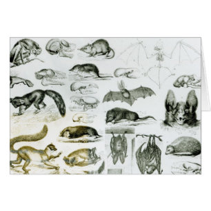 Cartão Cheiroptera, Insectivora