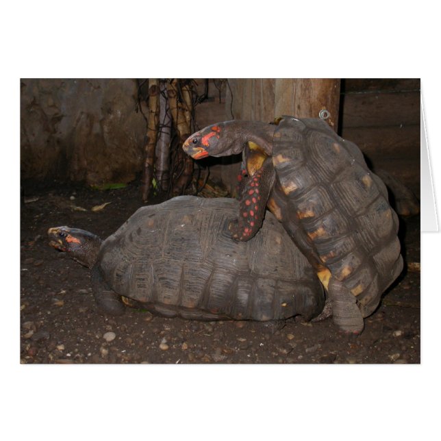 Cartão Chelonoidis (Frente Horizontal)