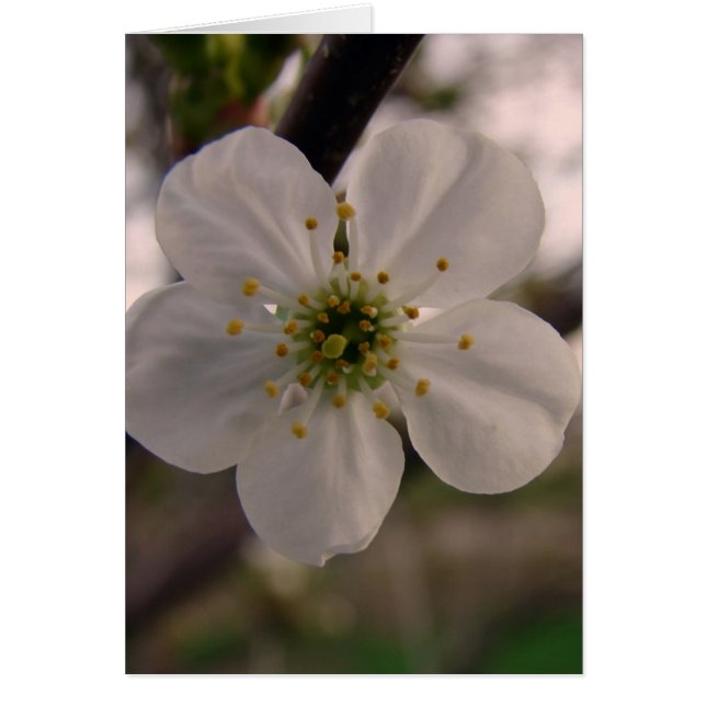 Cartão Cherry Blossom (Frente)