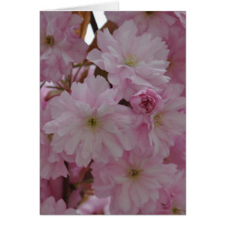 Cartão Cherry Blossom