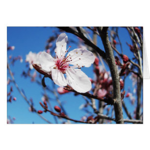 Cartão Cherry Blossom 2